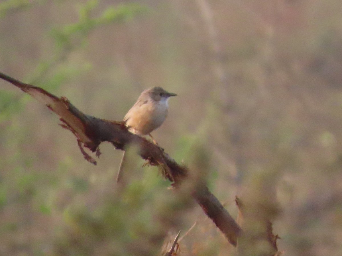 Langschwanz-Drosselhäherling - ML646393529