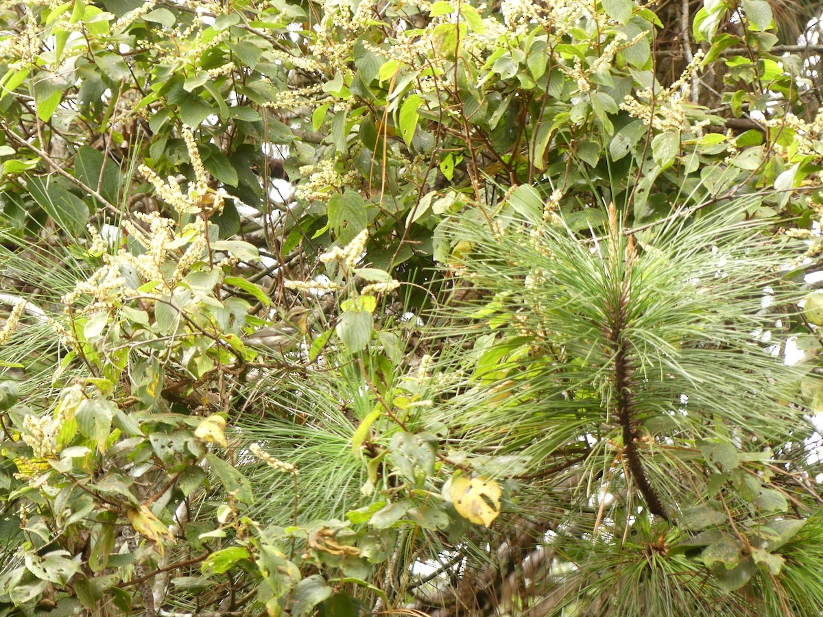 Blackburnian Warbler - ML646393530