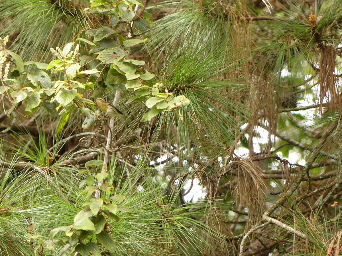 Blackburnian Warbler - ML646393532