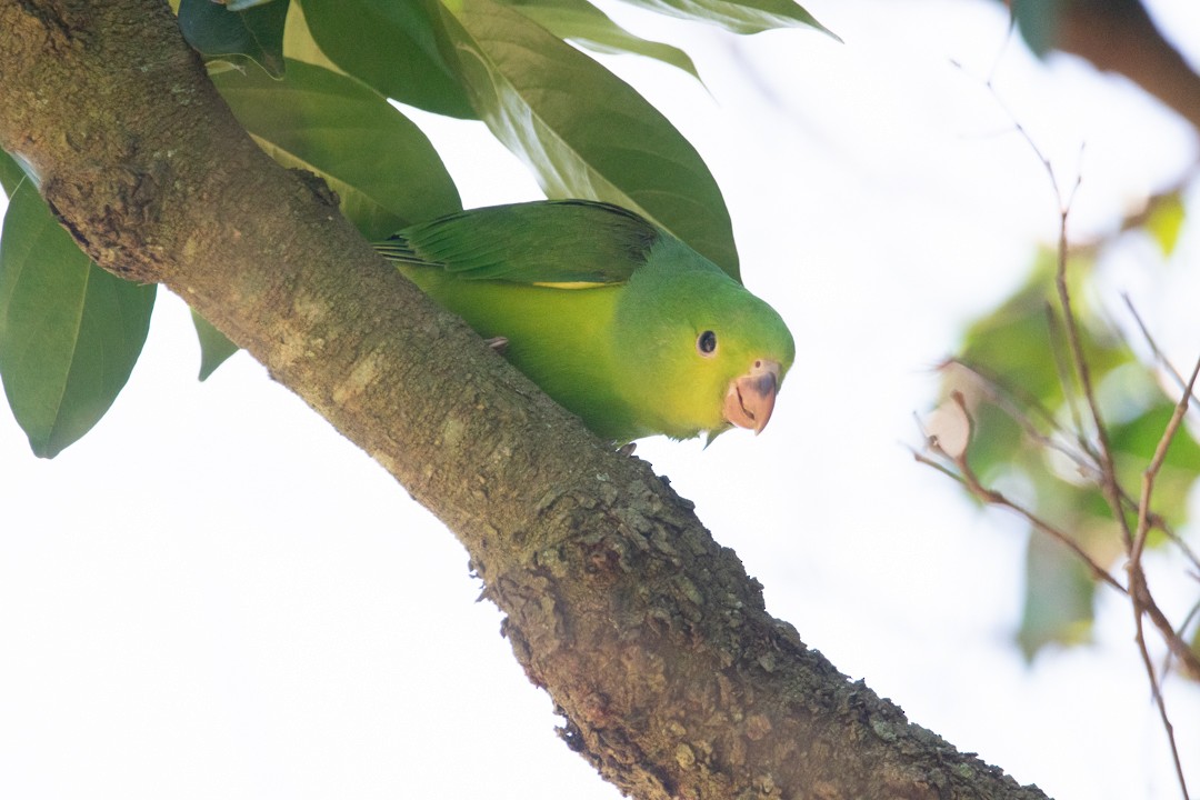 Tirikasittich - ML646393533