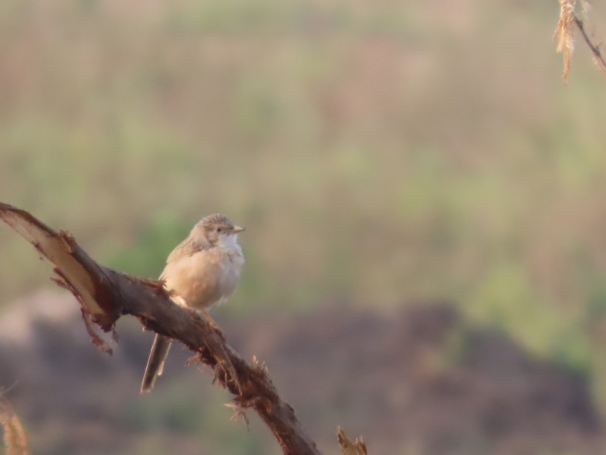 Langschwanz-Drosselhäherling - ML646393534