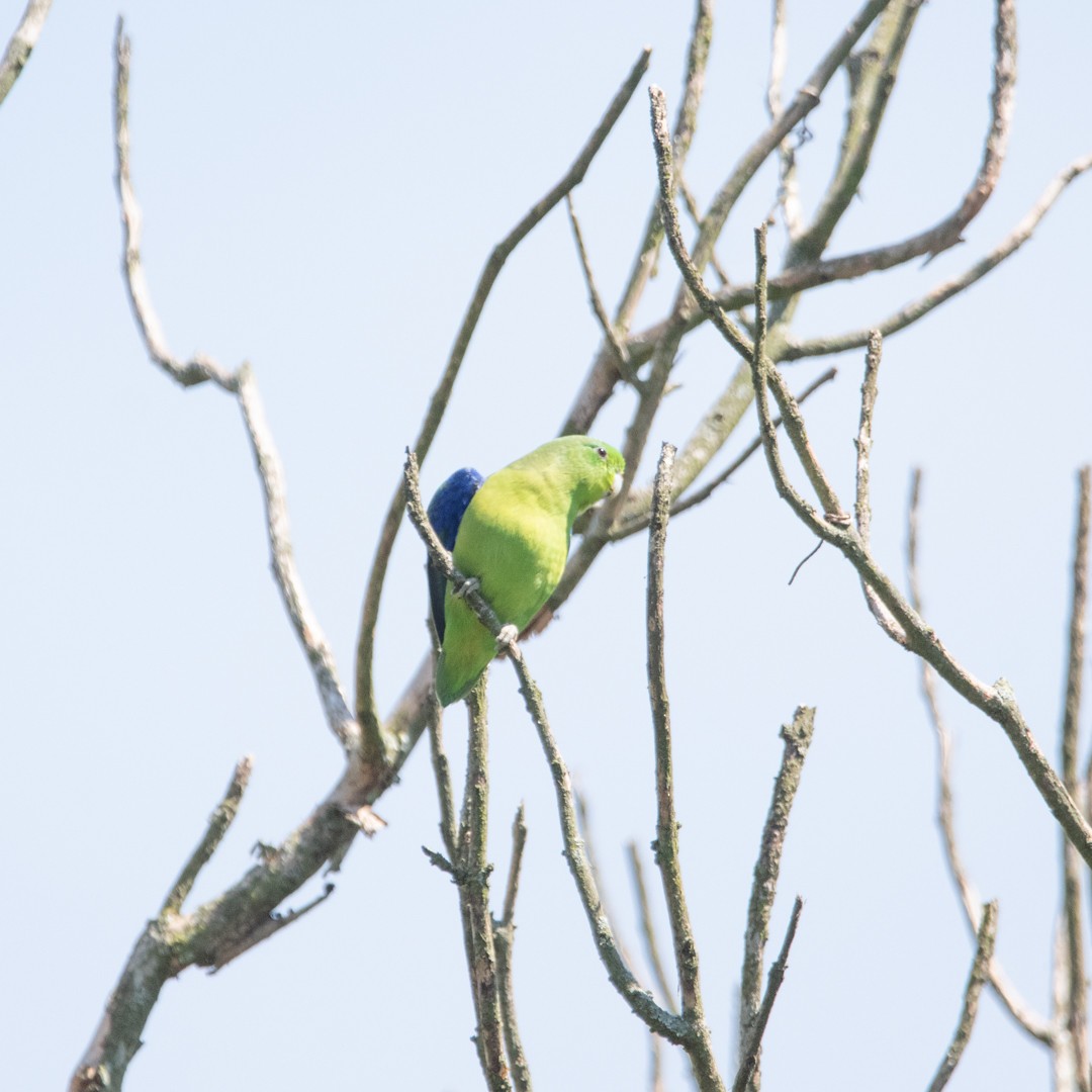 Blauflügel-Sperlingspapagei - ML646393535