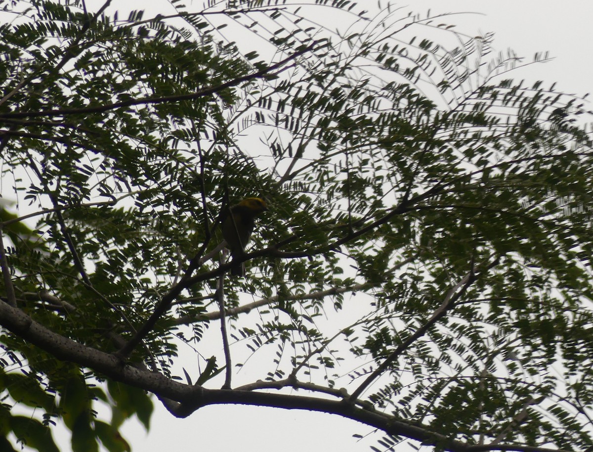 Grünmantel-Waldsänger - ML646393536