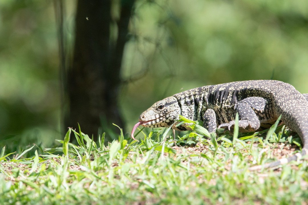Argentine Black-and-white Tegu - ML646393537