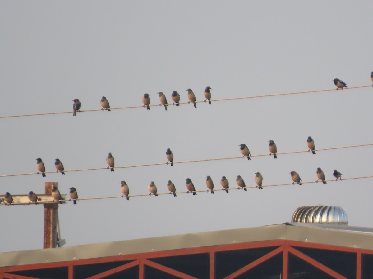 Rosenstar - ML646393538