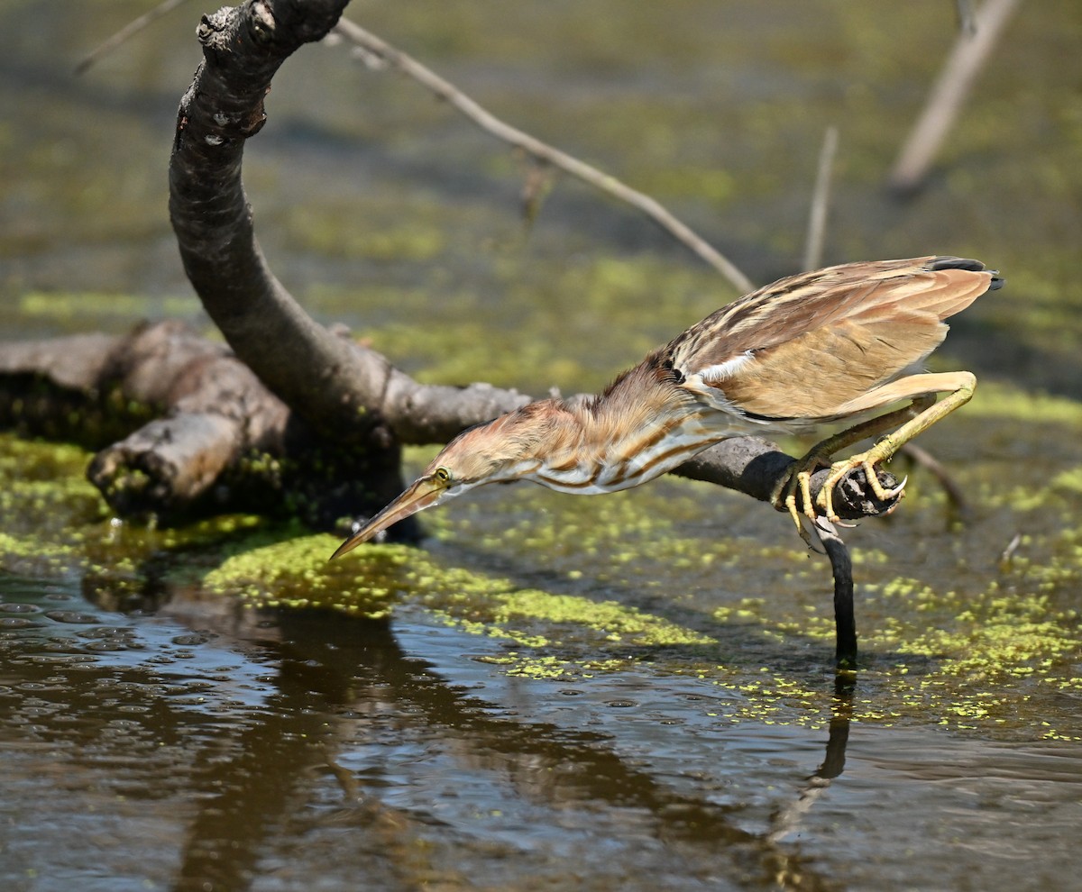 Chinadommel - ML646393539