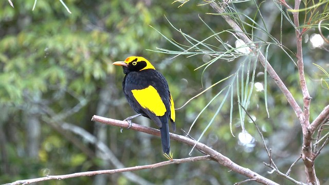 Gelbnacken-Laubenvogel - ML646393540