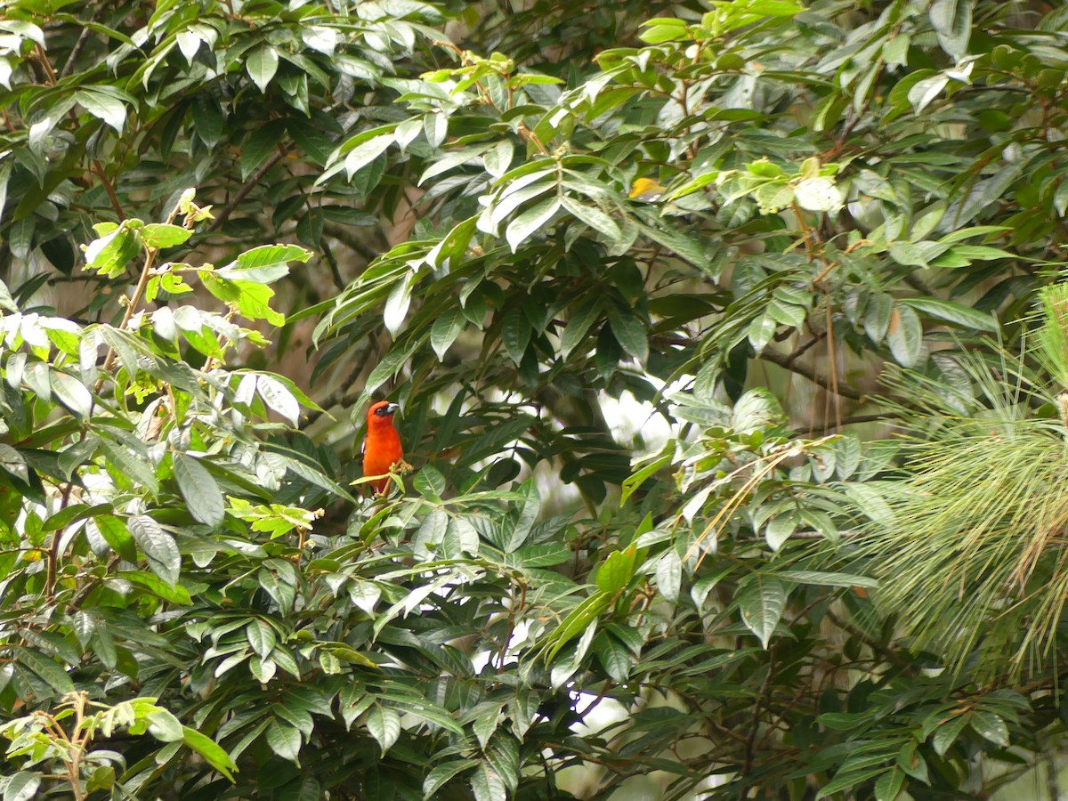 Weißbindenkardinal - ML646393541