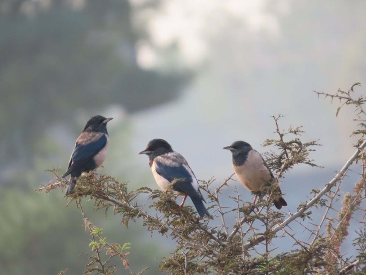 Rosenstar - ML646393542