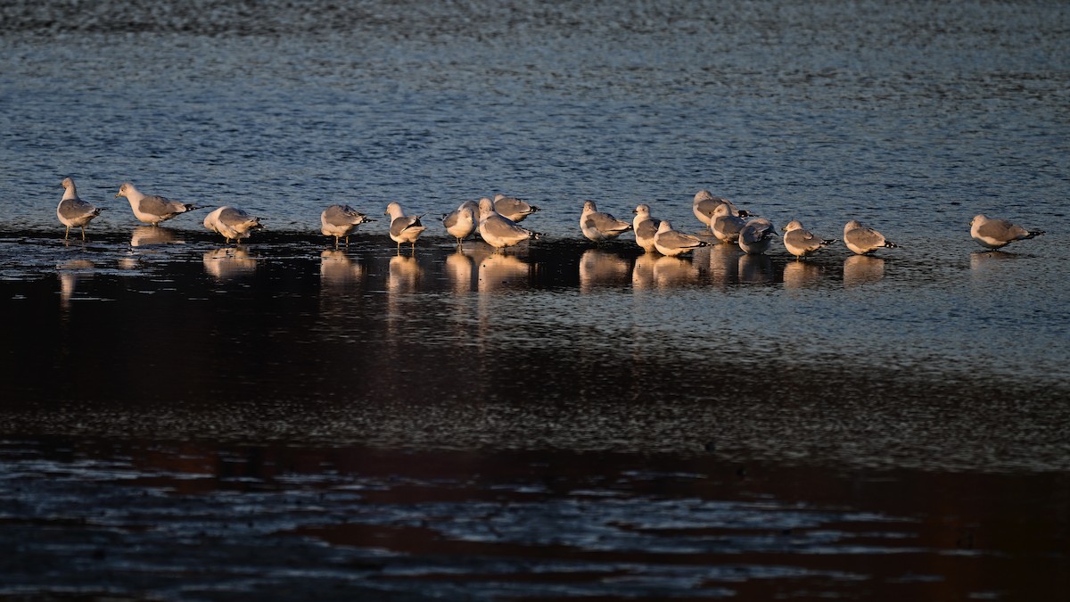 Ringschnabelmöwe - ML646393543