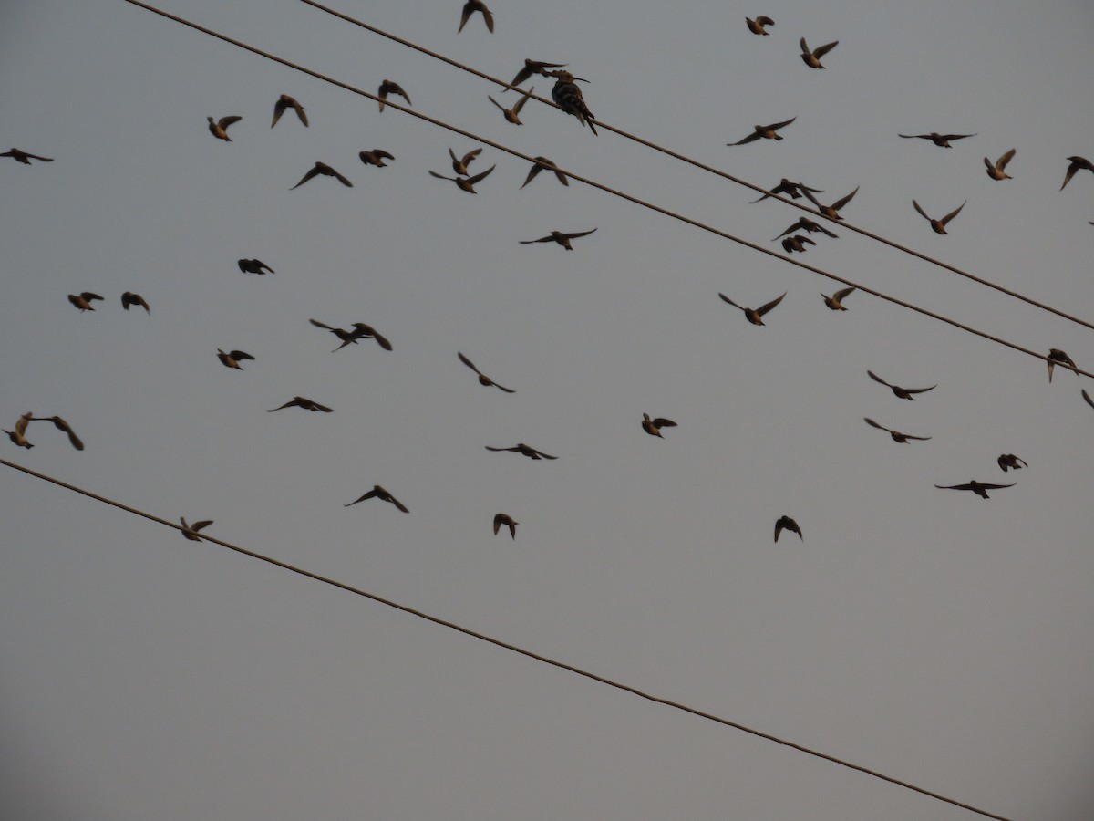 Rosenstar - ML646393544