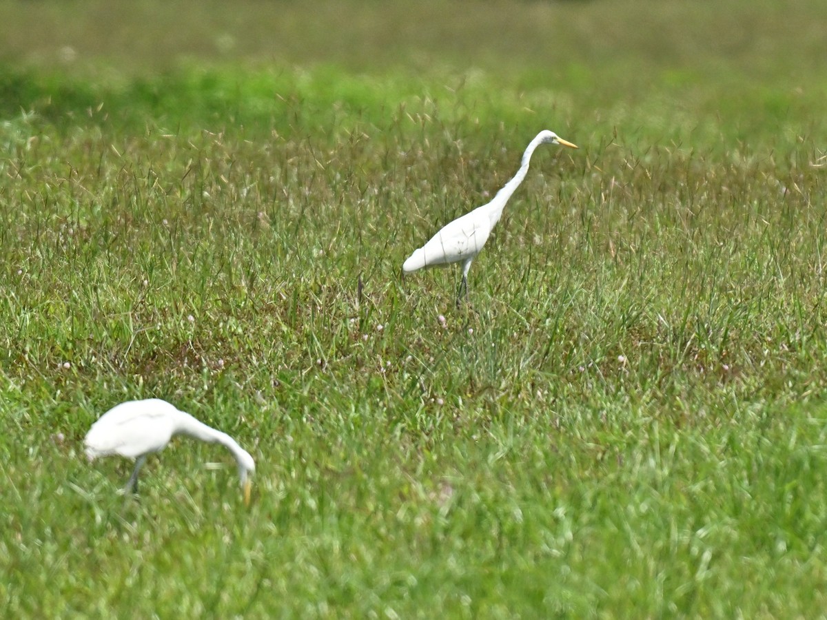 Silberreiher - ML646393545