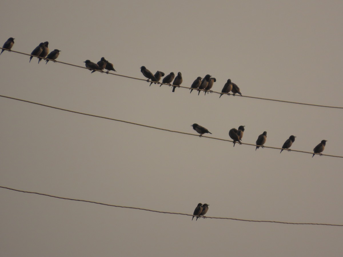 Rosenstar - ML646393546