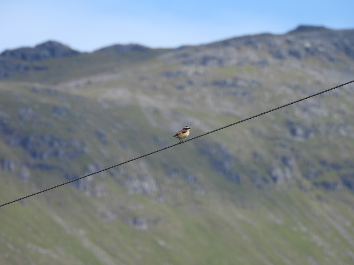 Braunkehlchen - ML646393547