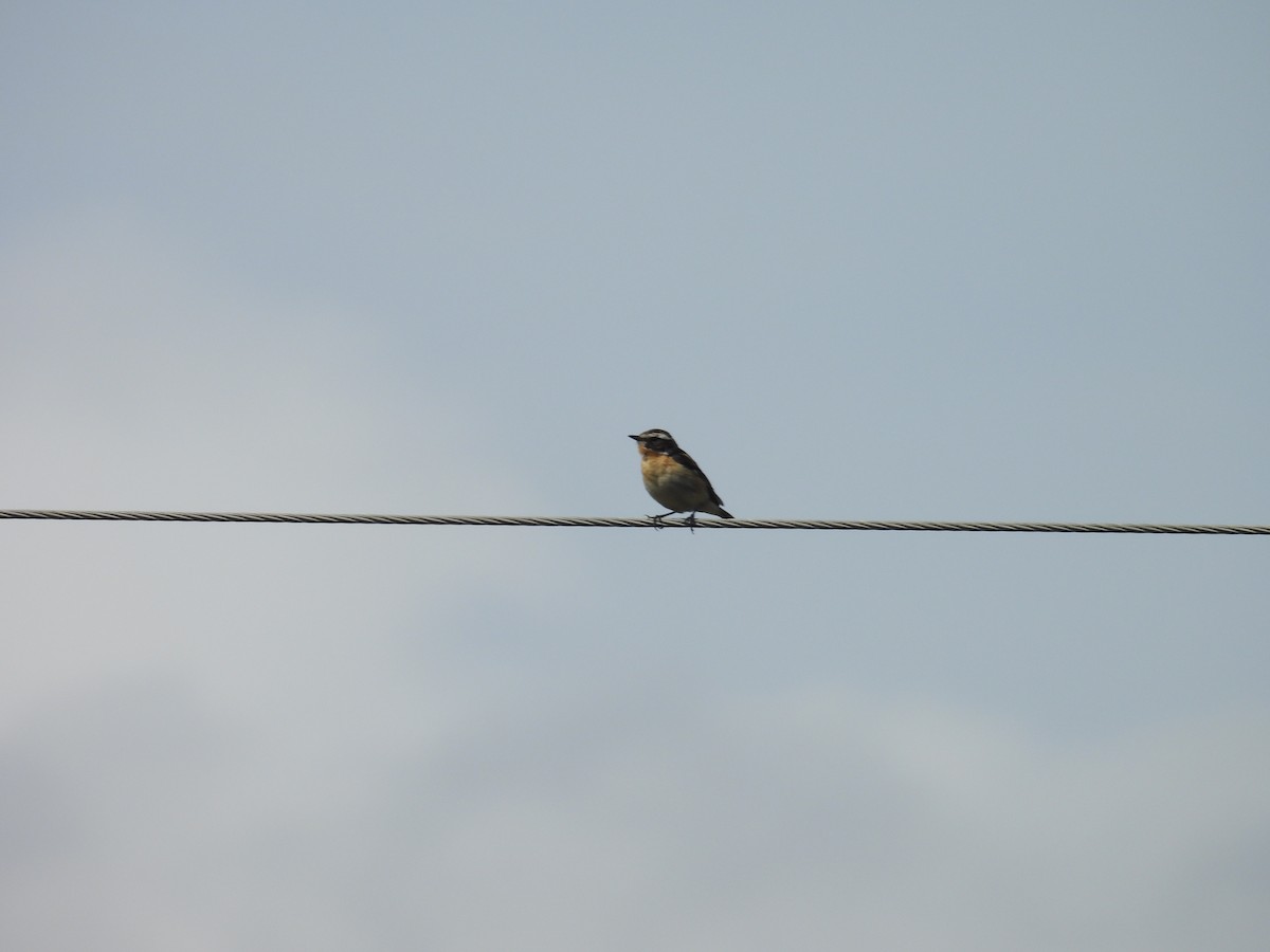 Braunkehlchen - ML646393548