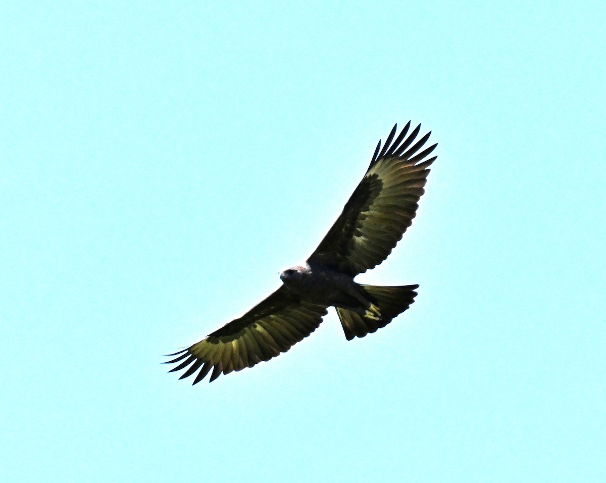 Indienhaubenadler - ML646393549