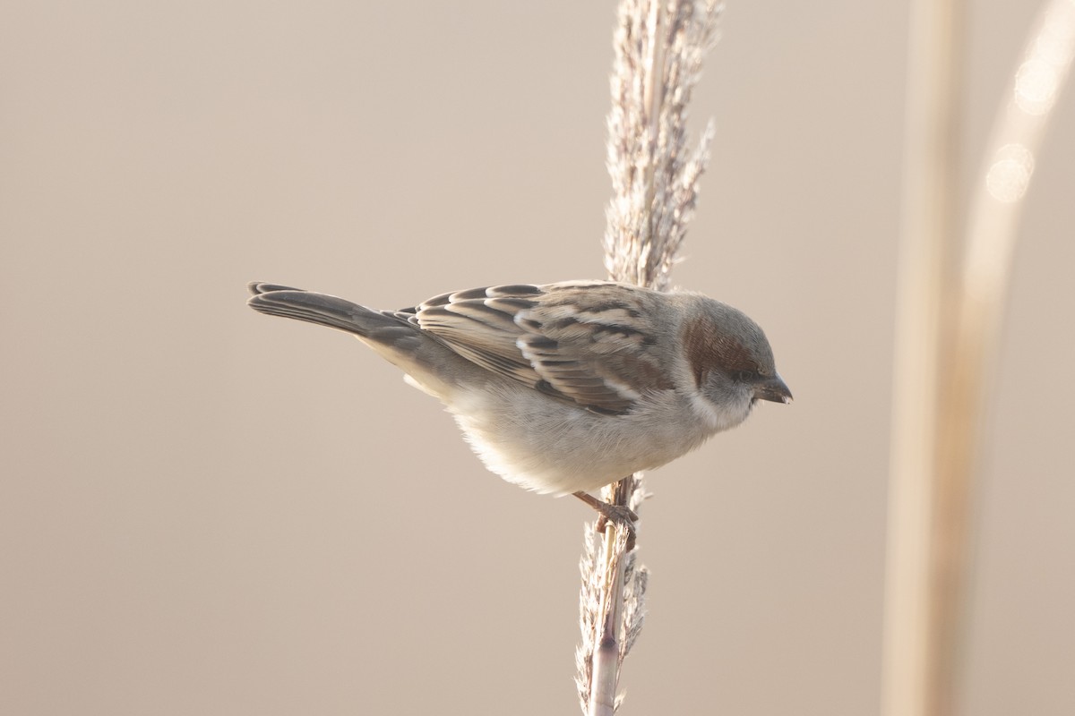 Dschungelsperling - ML646393551