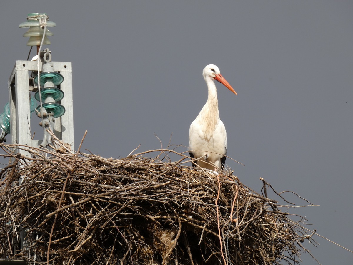 White Stork - ML646393552