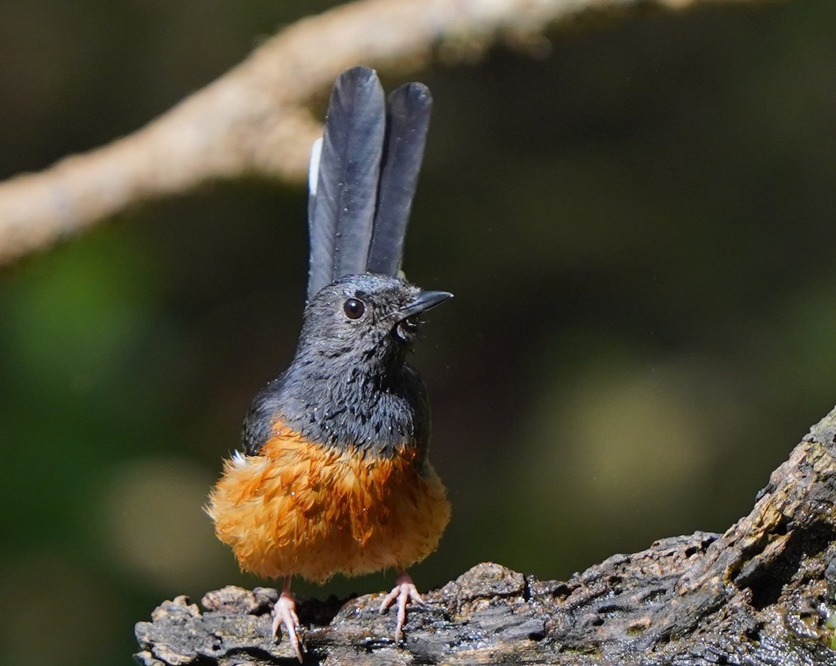 White-rumped Shama - ML646393574