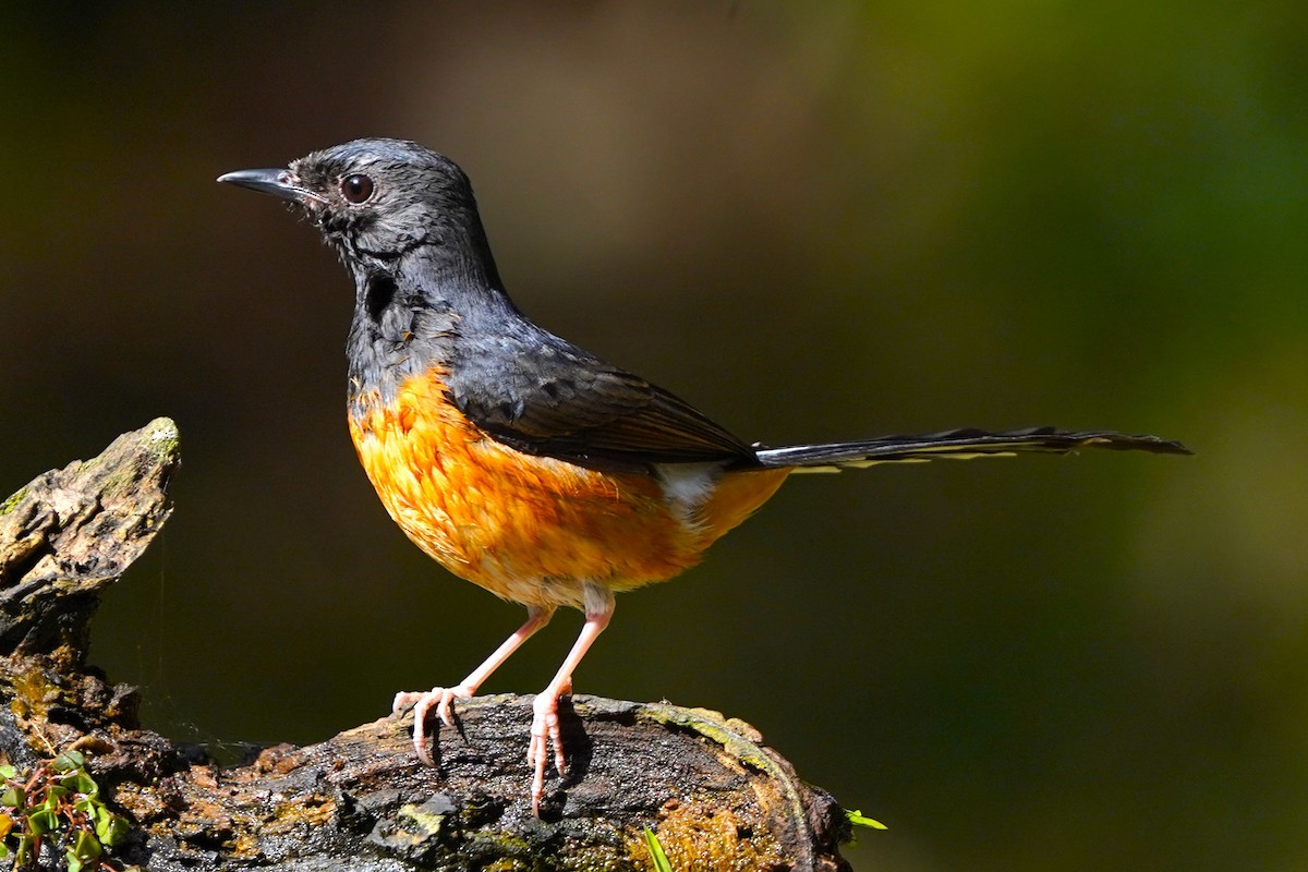 White-rumped Shama - ML646393582