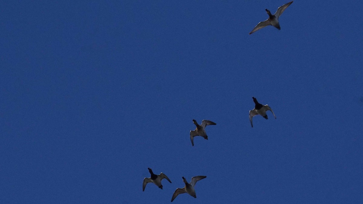 Cuchara Común - ML646393590