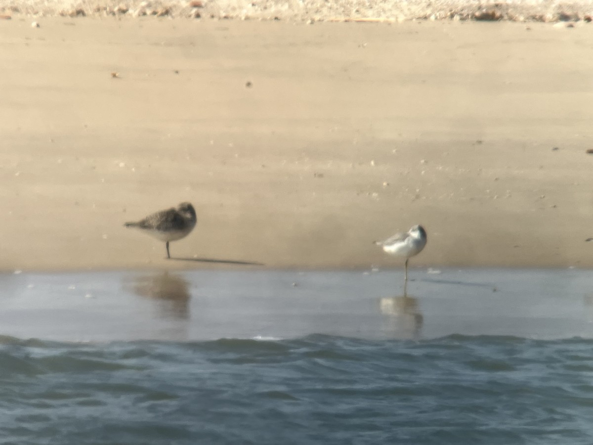 vodouš ochotský - ML646393594