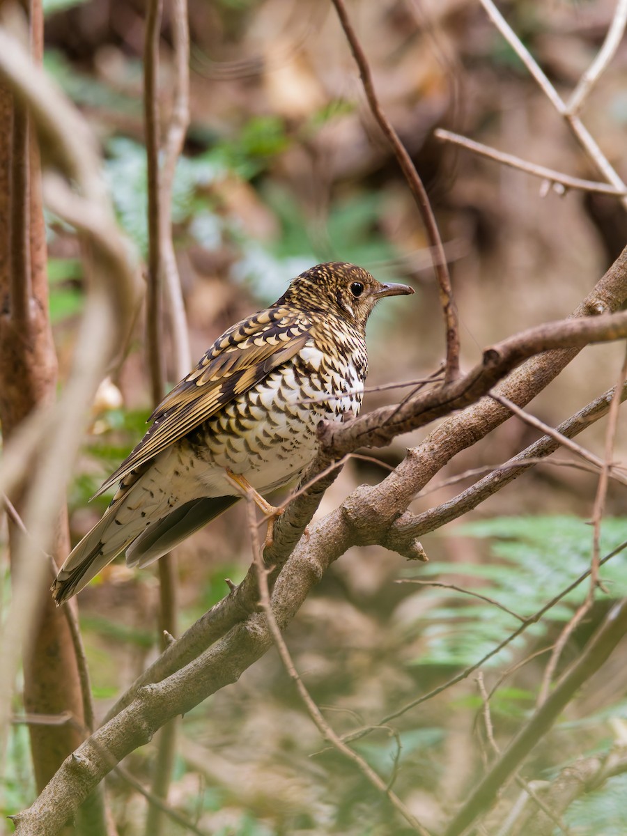 White's Thrush - ML646393596