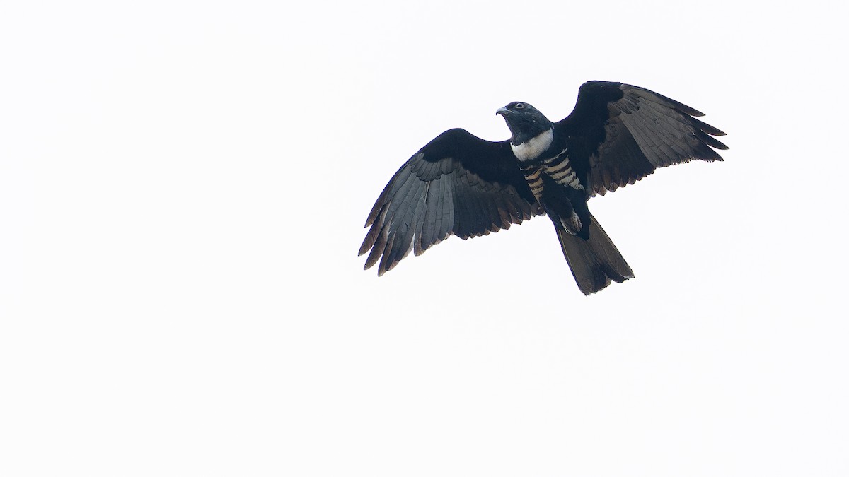 Black Baza - ML646393599