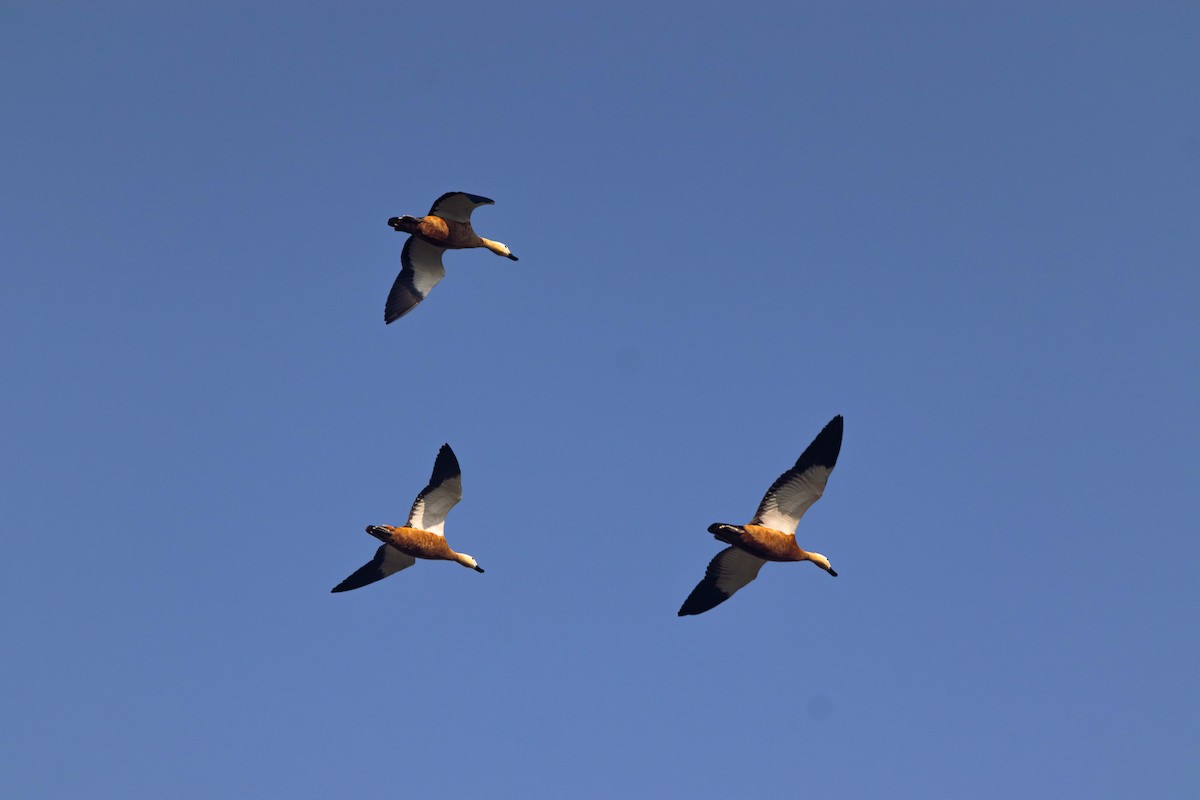 Ruddy Shelduck - ML646393603