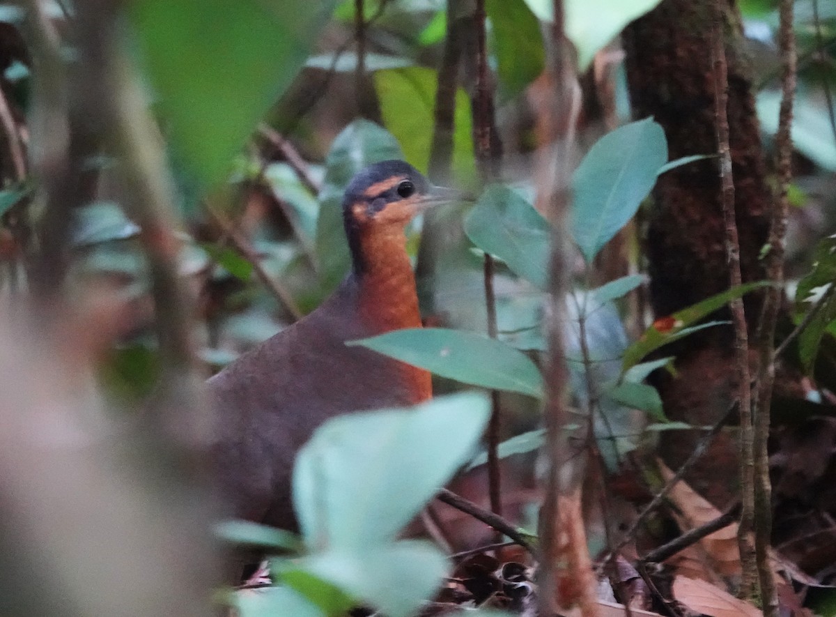 Serra do Divisor Tinamou (undescribed form) - ML646393604