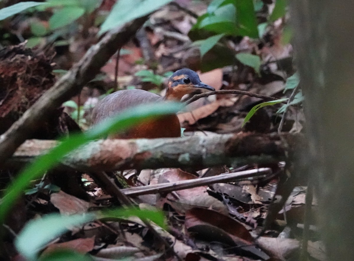Serra do Divisor Tinamou (undescribed form) - ML646393605