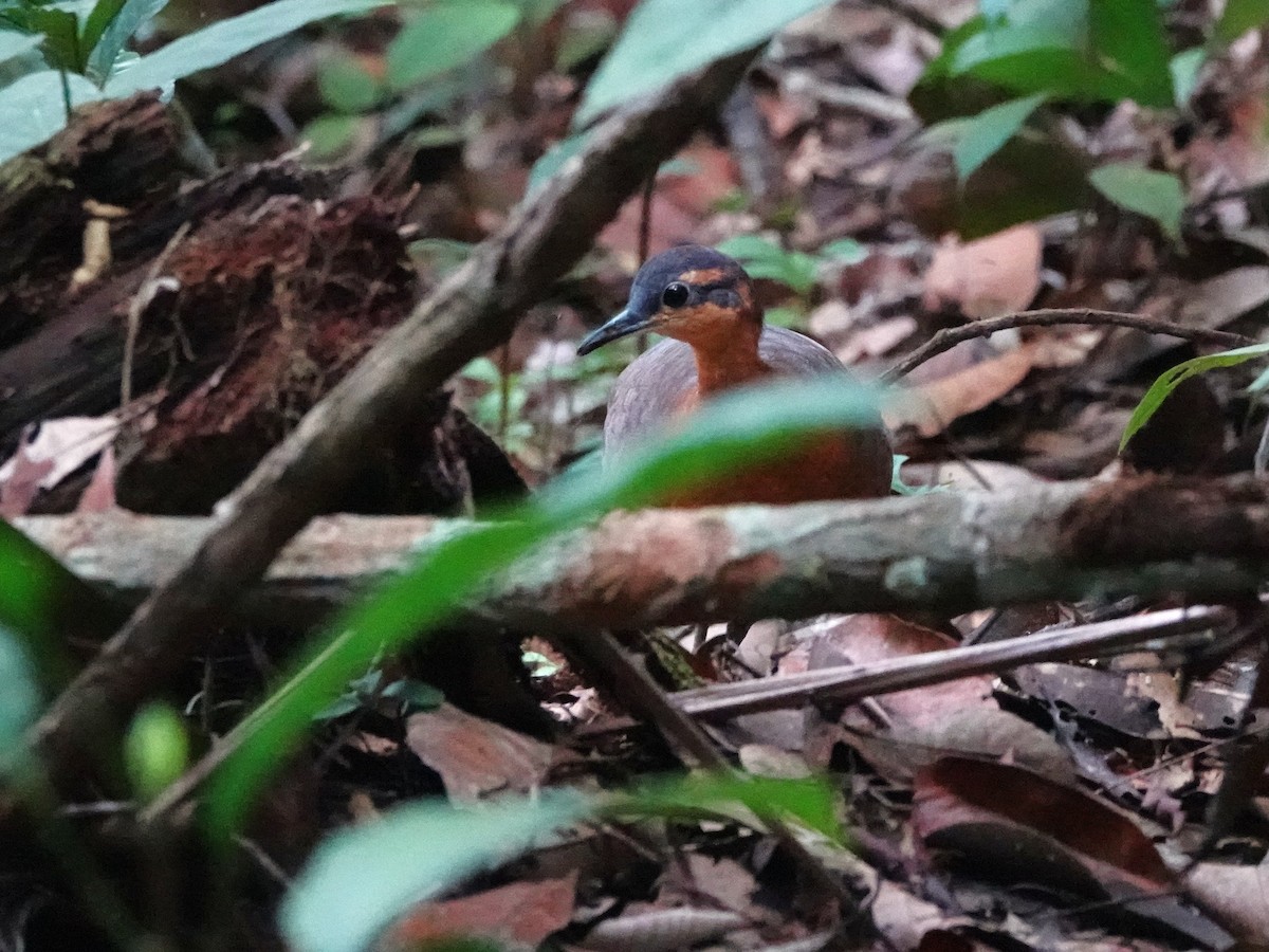 Serra do Divisor Tinamou (undescribed form) - ML646393606
