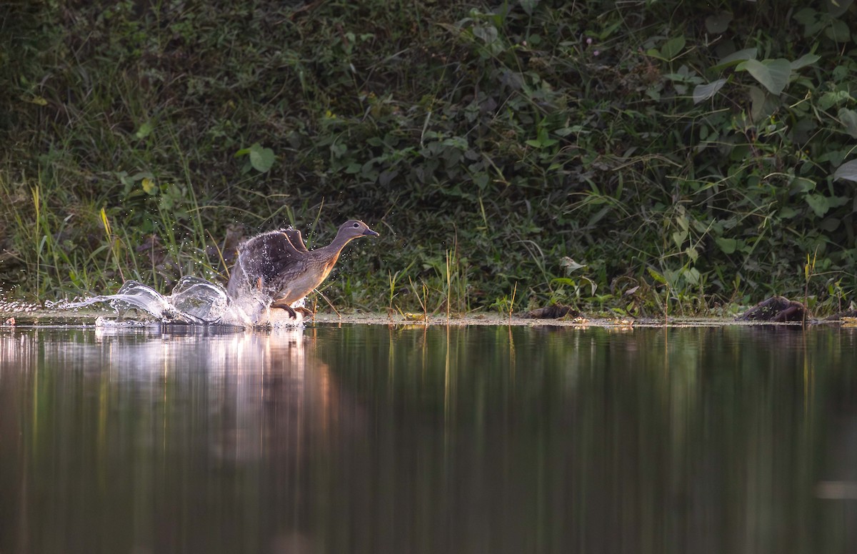 Mandarin Duck - ML646393607