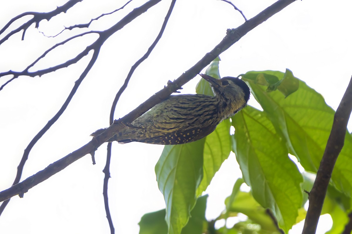 Cardinal Woodpecker - ML646393608