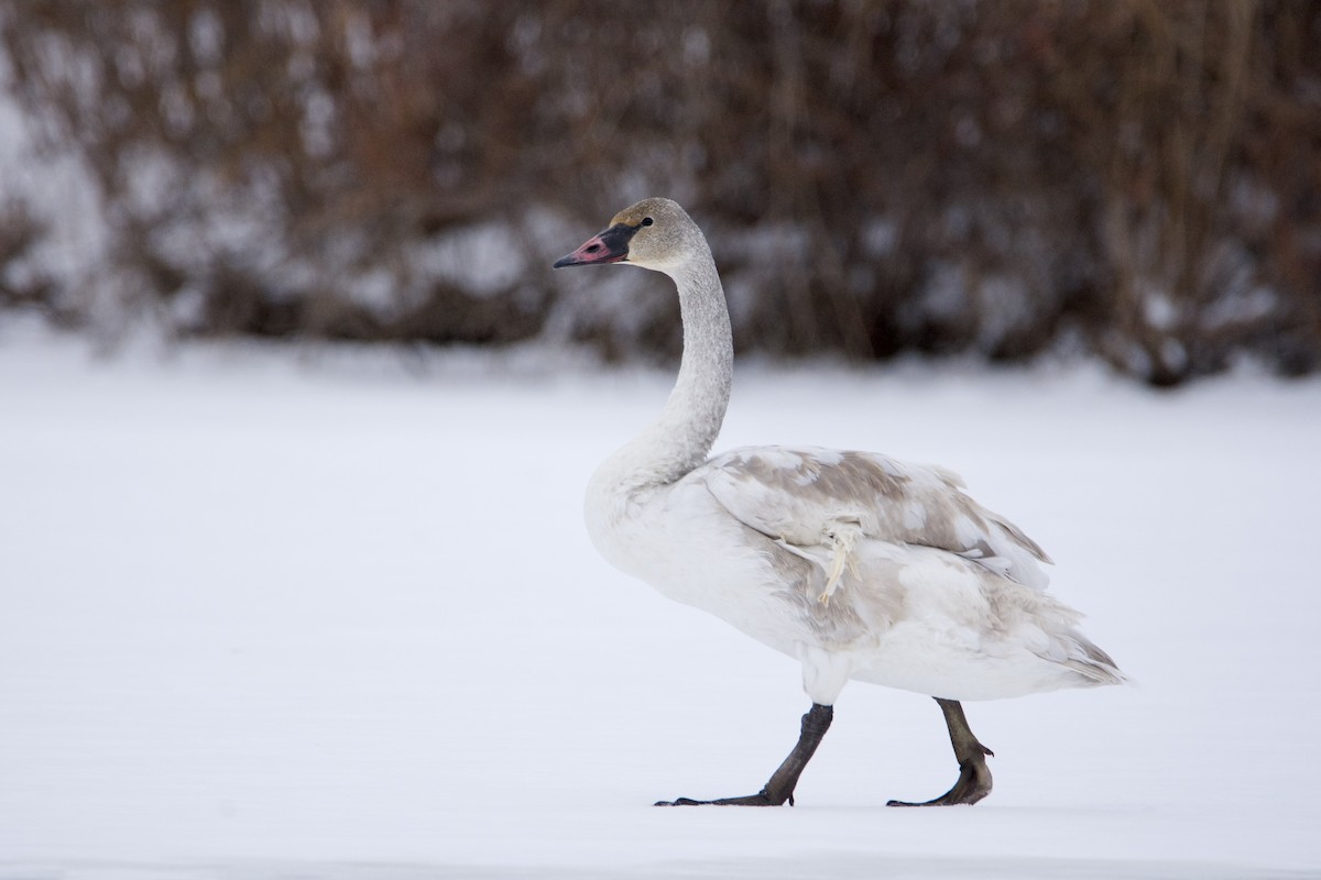 Trumpeter Swan - ML646393610