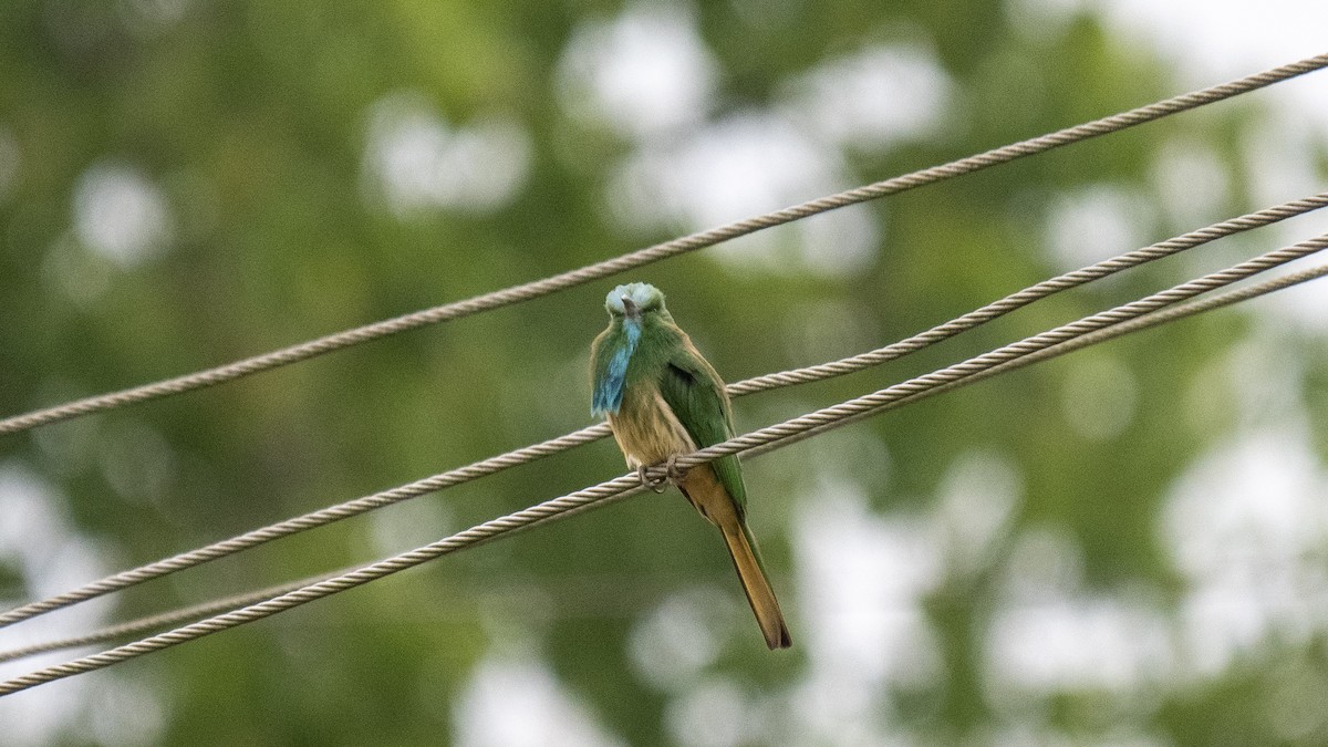 Blue-bearded Bee-eater - ML646393611