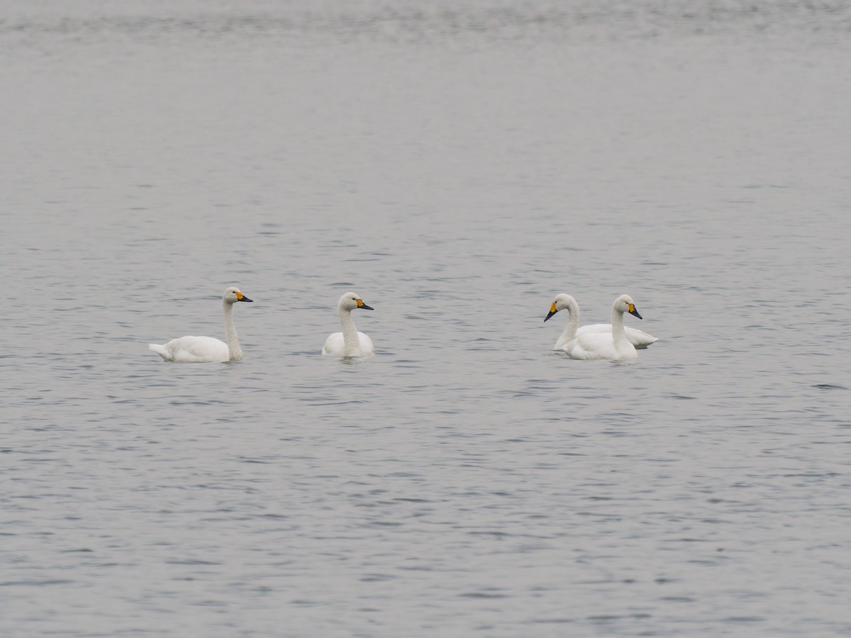 Tundra Swan - ML646393612