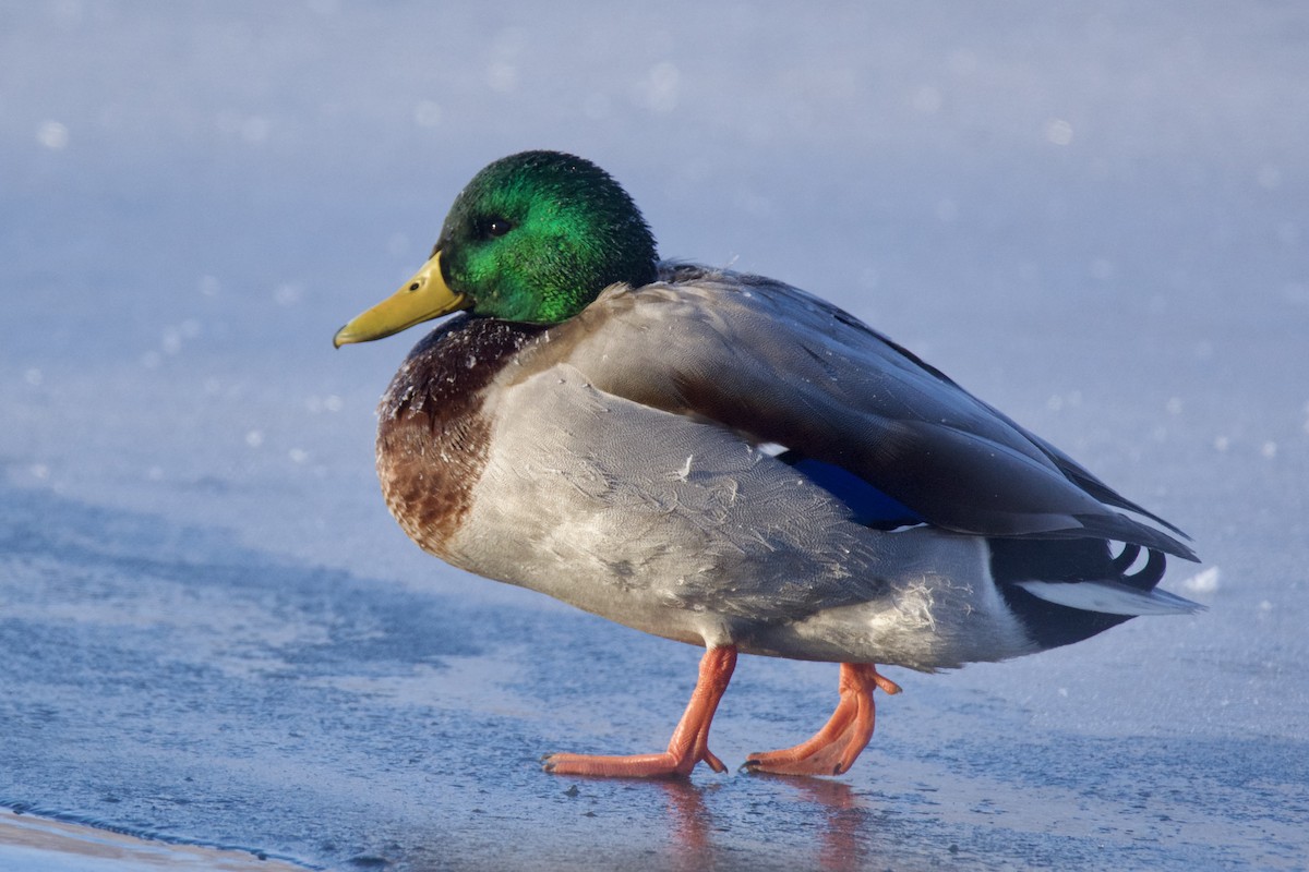 Mallard - ML646393613