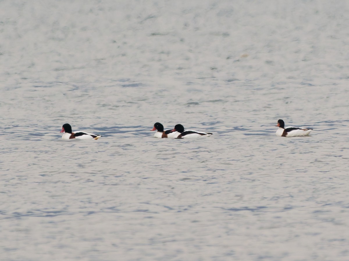 Common Shelduck - ML646393614