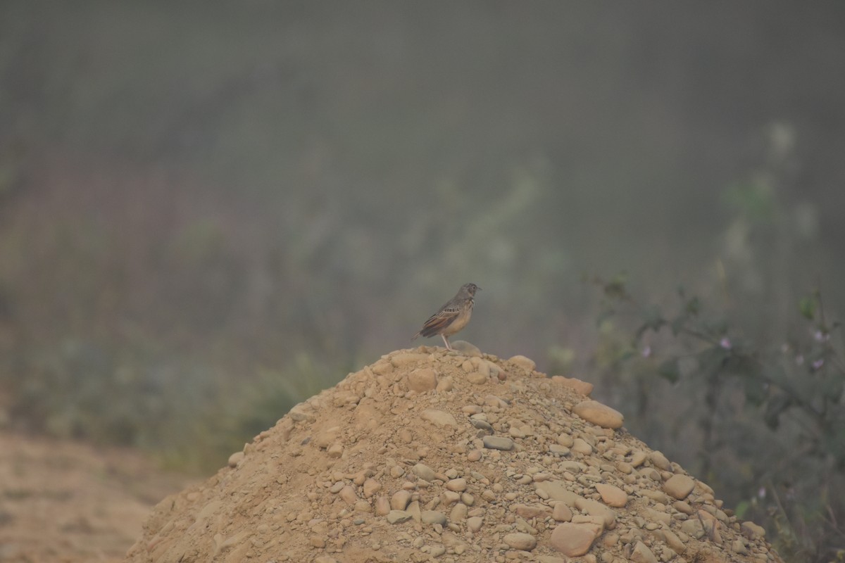 Bengal Bushlark - ML646393615
