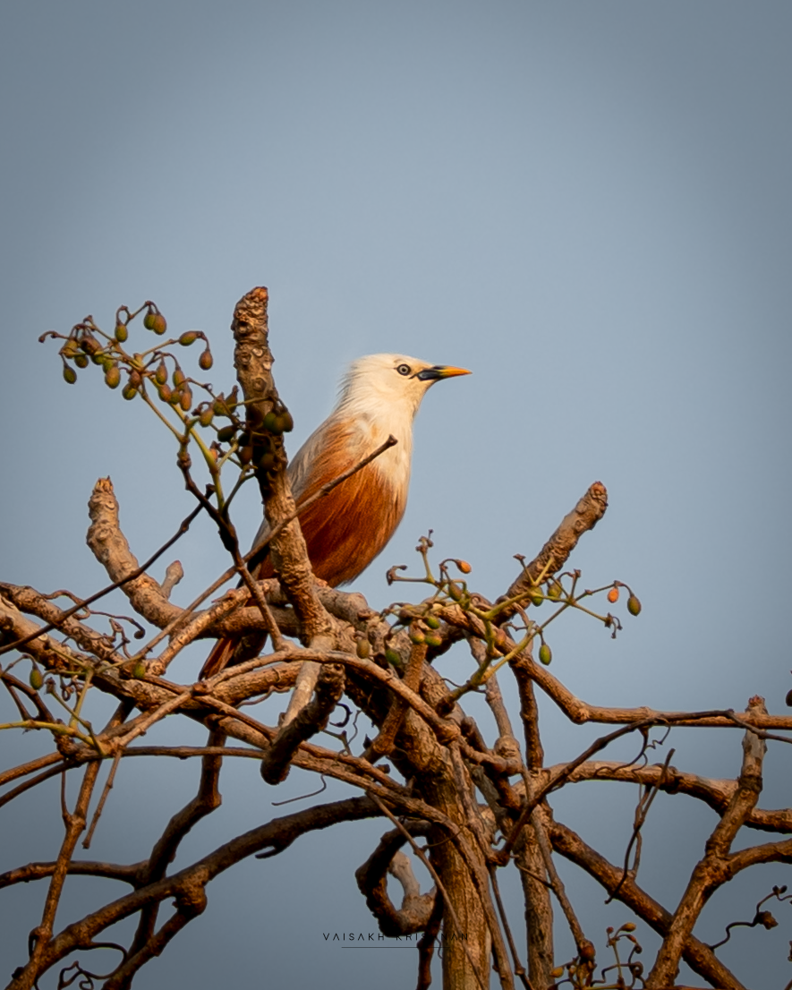 Malabar Starling - ML646393616