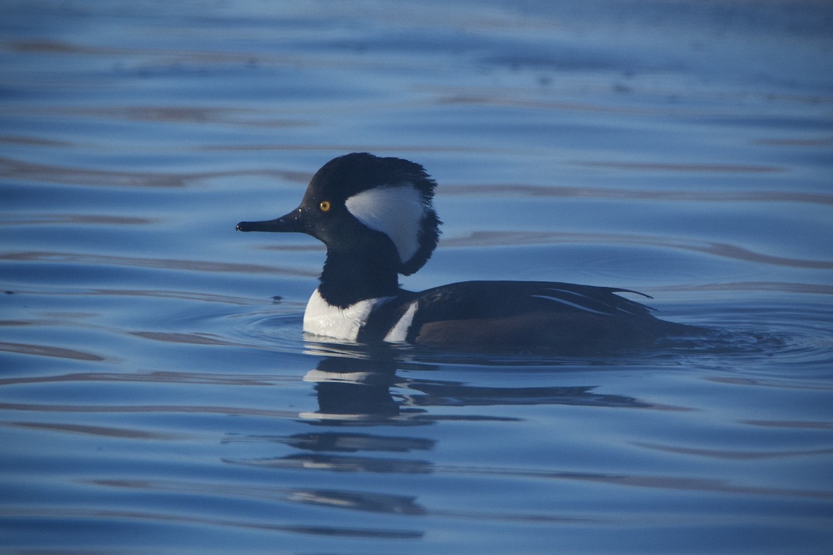 Hooded Merganser - ML646393617