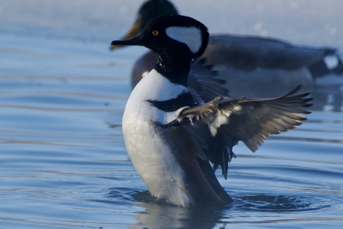 Hooded Merganser - ML646393618