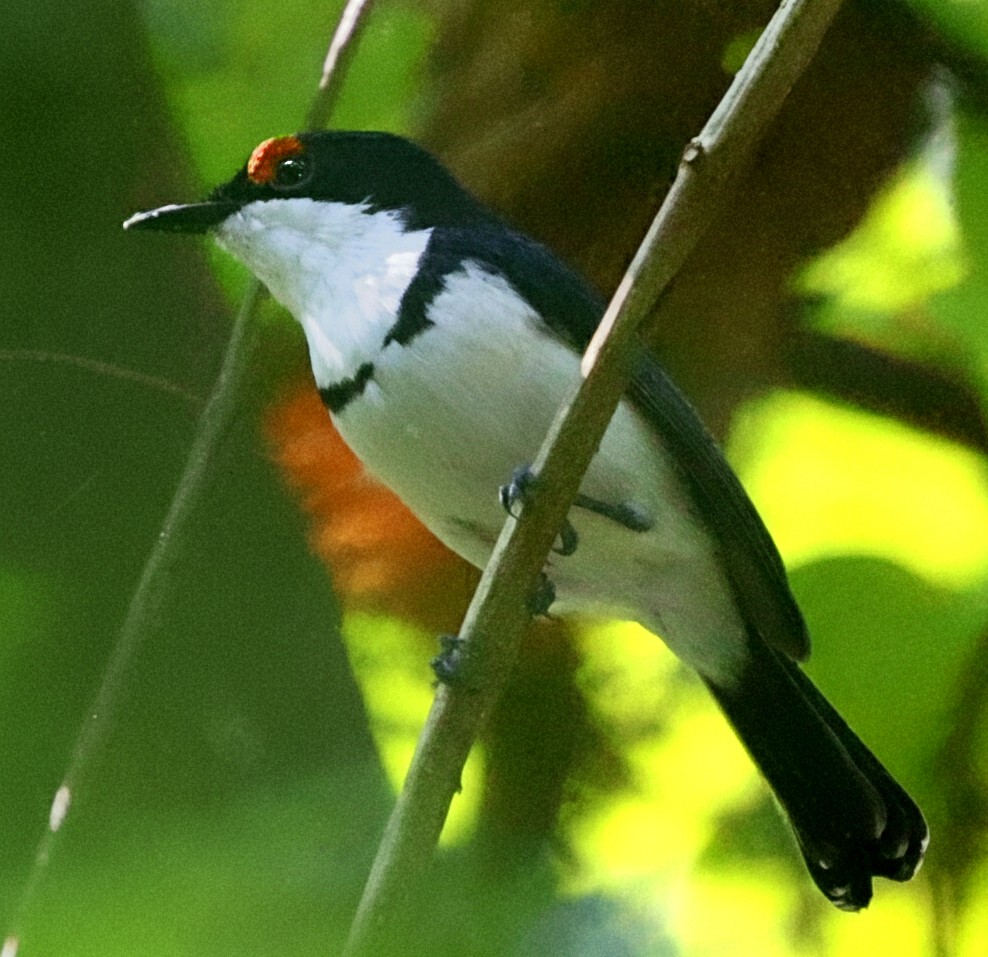 Black-throated Wattle-eye - ML646393619