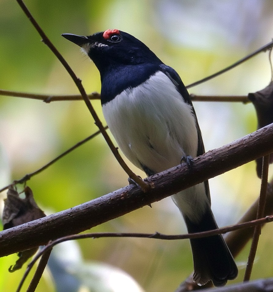 Black-throated Wattle-eye - ML646393620