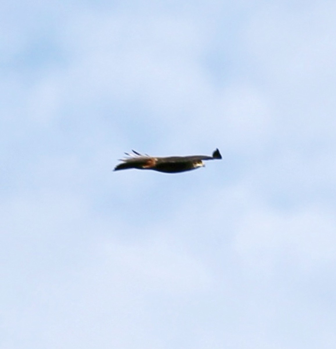 Rufous-bellied Eagle - ML646393622