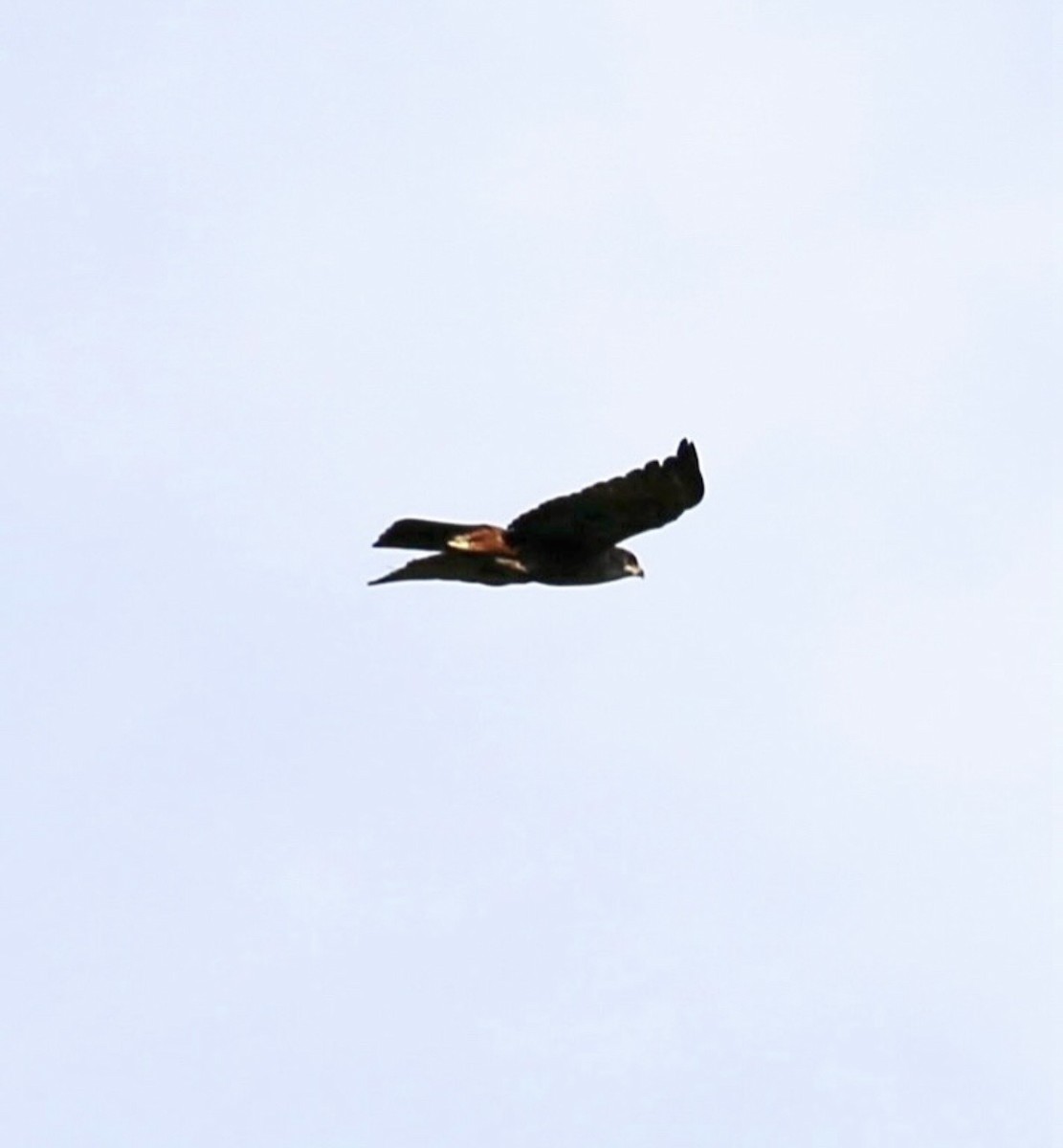 Rufous-bellied Eagle - ML646393623