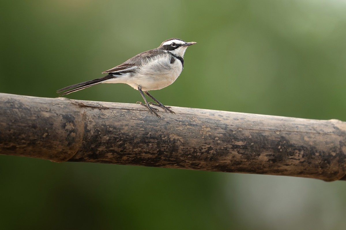 Mekong Wagtail - ML646393624