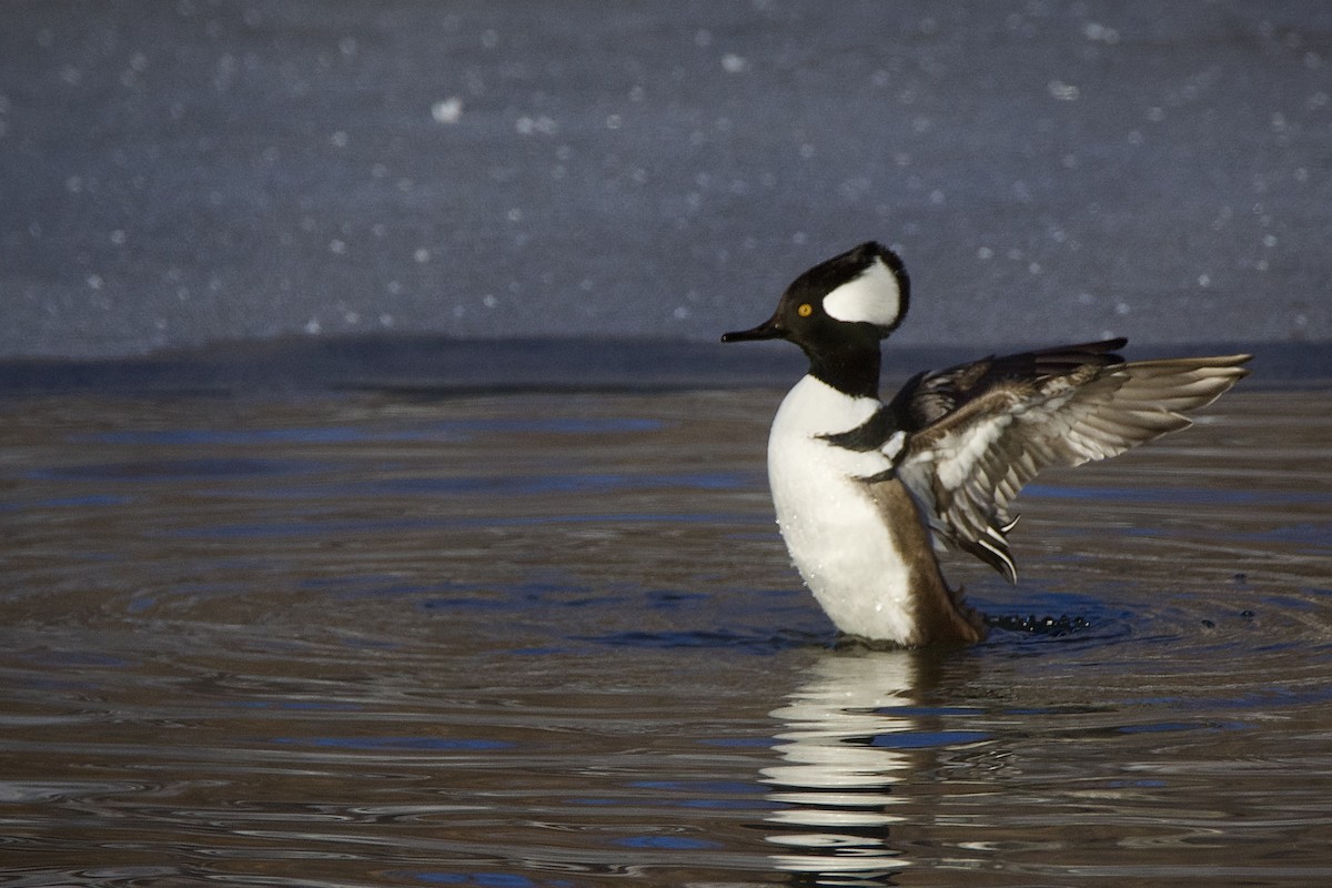 Hooded Merganser - ML646393625