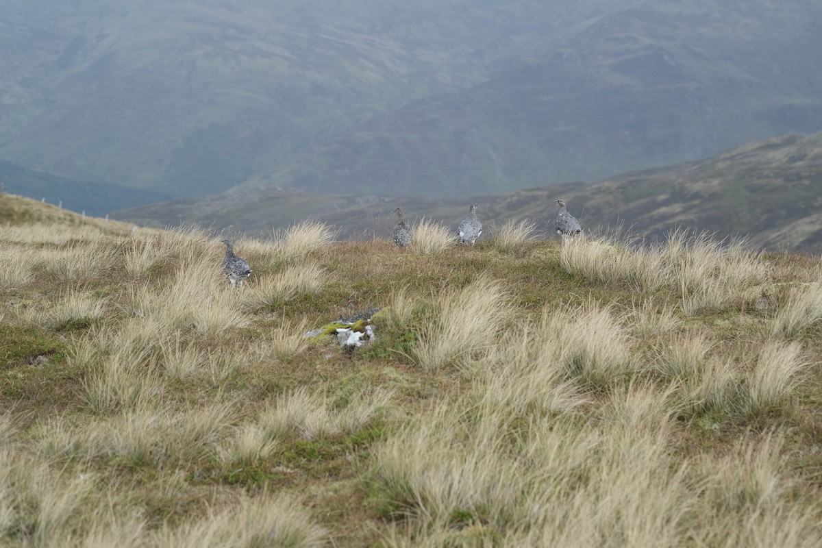 Rock Ptarmigan - ML646393626